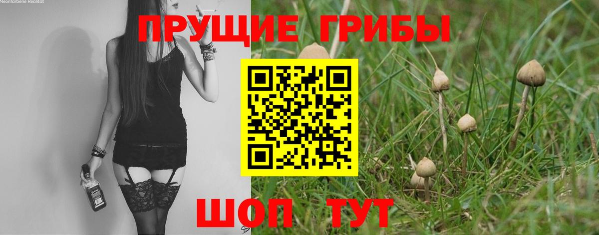 Псилоцибиновые грибы Psilocybe  Вход с VPN  Семёнов 